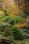 YORK GATE GARDEN, YORKSHIRE: AUTUMN, FALL, TREES, SHRUBS, THE PINETUM, CONIFERS, FOLIAGE, TREE FERNS, DICKSONIA ANTARCTICA