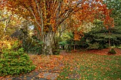 YORK GATE GARDEN, YORKSHIRE: AUTUMN, FALL, LAWN, TREES, FOLIAGE, LEAVES, PATH