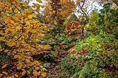 YORK GATE GARDEN, YORKSHIRE: AUTUMN, FALL, THE DELL, STREAM, WATER, TREES, FOLIAGE, LEAVES, GAZEBO