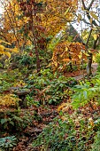 YORK GATE GARDEN, YORKSHIRE: AUTUMN, FALL, STREAM, THE DELL, WATER, LEAVES, FOLIAGE, GAZEBO