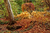 YORK GATE GARDEN, YORKSHIRE: AUTUMN, FALL, THE DELL, LEAVES, FOLIAGE, SHRUBS, TREES, SOLOMONS SEAL, POLYGONATUM ODORATUM