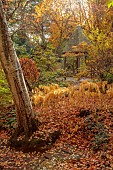 YORK GATE GARDEN, YORKSHIRE: AUTUMN, FALL, THE DELL, LEAVES, FOLIAGE, SHRUBS, TREES, SOLOMONS SEAL, POLYGONATUM ODORATUM