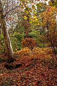 YORK GATE GARDEN, YORKSHIRE: AUTUMN, FALL, THE DELL, LEAVES, FOLIAGE, SHRUBS, TREES, SOLOMONS SEAL, POLYGONATUM ODORATUM
