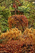 YORK GATE GARDEN, YORKSHIRE: AUTUMN, FALL, THE DELL, LEAVES, FOLIAGE, SHRUBS, TREES, SOLOMONS SEAL, POLYGONATUM ODORATUM