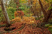 YORK GATE GARDEN, YORKSHIRE: AUTUMN, FALL, THE DELL, LEAVES, FOLIAGE, SHRUBS, TREES, SOLOMONS SEAL, POLYGONATUM ODORATUM