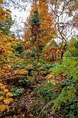YORK GATE GARDEN, YORKSHIRE: AUTUMN, FALL, STREAM, THE DELL, WATER, LEAVES, FOLIAGE, GAZEBO