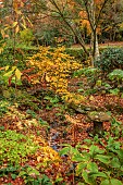 YORK GATE GARDEN, YORKSHIRE: AUTUMN, FALL, THE DELL GARDEN, STREAM, FOLIAGE, LEAVES, TREES