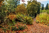 YORK GATE GARDEN, YORKSHIRE: AUTUMN, FALL, TREES, CANAL GARDEN, LEAVES, FOLIAGE, RILL, RAISED WATER FEATURE, PATH, FERNS, CLIPPED TIOPIARY, YEW, SAILS