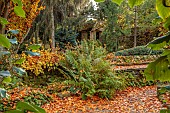 YORK GATE GARDEN, YORKSHIRE: AUTUMN, FALL, LEAVES, FOLIAGE, TREES, FERNS, CLIPPED TOPIARY, ESPALIERED CEDAR, STONE AND WOOD GAZEBO