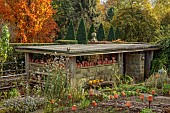 YORK GATE GARDEN, YORKSHIRE: AUTUMN, FALL, THE KITCHEN GARDEN, POTAGER, POTTING SHED, GARDEN BUILDING