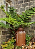 YORK GATE GARDEN, YORKSHIRE: AUTUMN, FALL, CONTAINER, SOFT TREE FERN, DICKSONIA ANTARCTICA BESIDE WALL, GREEN, FOLIAGE, LEAVES