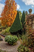 YORK GATE GARDEN, YORKSHIRE: AUTUMN, FALL, PATH, CONTAINER, TREES, CLIPPED, TOPIARY, YEWS, YEW SAILS