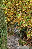 YORK GATE GARDEN, YORKSHIRE: AUTUMN, FALL, PATH, METAL GATE, MAGNOLIA, TREES, LEAVES