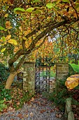 YORK GATE GARDEN, YORKSHIRE: AUTUMN, FALL, PATH, METAL GATE, MAGNOLIA, TREES, LEAVES