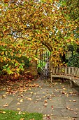 YORK GATE GARDEN, YORKSHIRE: AUTUMN, FALL, PATH, METAL GATE, MAGNOLIA, TREES, LEAVES, WOODEN BENCH, SEAT