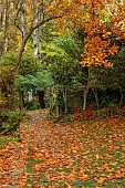YORK GATE GARDEN, YORKSHIRE: AUTUMN, FALL, LAWN,LEAVES, FOLIAGE, PATH, GATE, NEW ZEALAND TREE FERN, DICKSONIA ANTARCTICA
