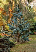 YORK GATE GARDEN, YORKSHIRE: AUTUMN, FALL, THE PINETUM, CONIFERS, TREES, LAWN, FOLIAGE, LEAVES