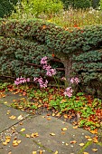 YORK GATE GARDEN, YORKSHIRE: AUTUMN, FALL, WALL, CLIPPED TOPIARY, ESPALIERED CEDAR, NERINE BOWDENII, TREES, FOLIAGE