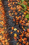 YORK GATE GARDEN, YORKSHIRE: AUTUMN, FALL, BLACK GRASS, OPHIOPOGON PLANISCAPUS NIGRESCENS, LEAVES, BESIDE PATH
