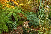 YORK GATE GARDEN, YORKSHIRE: AUTUMN, FALL, THE TROPICAL GARDEN, CURVED PATH, DICKSONIA ANTARCTICA, TREE FERN, FOLIAGE, LEAVES