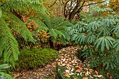 YORK GATE GARDEN, YORKSHIRE: AUTUMN, FALL, THE TROPICAL GARDEN, CURVED PATH, DICKSONIA ANTARCTICA, TREE FERN, FOLIAGE, LEAVES