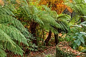 YORK GATE GARDEN, YORKSHIRE: AUTUMN, FALL, THE TROPICAL GARDEN, CURVED PATH, DICKSONIA ANTARCTICA, TREE FERN, FOLIAGE, LEAVES