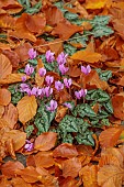 YORK GATE GARDEN, YORKSHIRE: AUTUMN, FALL, PINK FLOWERS OF CYCLAMEN HEDERIFOLIUM, LEAVES, FOLIAGE, CORMS, BULBS