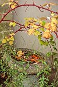 YORK GATE GARDEN, YORKSHIRE: AUTUMN, FALL, THE HERB GARDEN, STONE TROUGH, WATER FEATURE, RED STEMS, BRANCHES OF RUBUS PHOENICOLASIUS, JAPANESE WINEBERRY