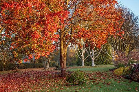 JOHN_MASSEY_GARDEN_ASHWOOD_NURSERIES_WORCESTERSHIRE_AUTUMN_OCTOBER_FALL_RED_LEAVES_FOLIAGE_OF_MAPLE_