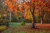 JOHN MASSEY GARDEN, ASHWOOD NURSERIES, WORCESTERSHIRE: AUTUMN, OCTOBER, FALL, RED LEAVES, FOLIAGE OF MAPLE, ACER RUBRUM OCTOBER GLORY AND ACER PLATANOIDES CRIMSON KING, TREES