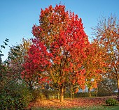 JOHN MASSEY GARDEN, ASHWOOD NURSERIES, WORCESTERSHIRE: AUTUMN, OCTOBER, FALL, RED LEAVES, FOLIAGE OF MAPLE, ACER RUBRUM OCTOBER GLORY AND ACER PLATANOIDES CRIMSON KING, TREES