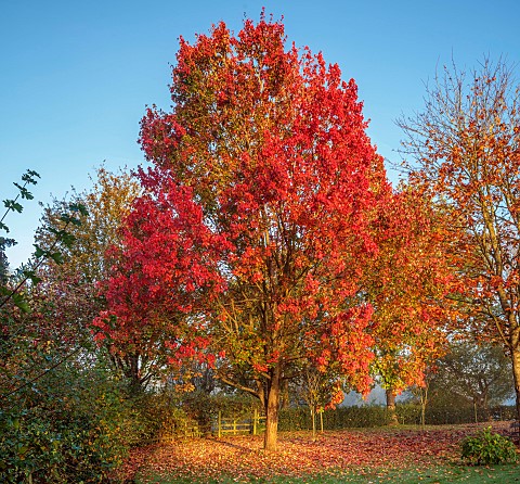 JOHN_MASSEY_GARDEN_ASHWOOD_NURSERIES_WORCESTERSHIRE_AUTUMN_OCTOBER_FALL_RED_LEAVES_FOLIAGE_OF_MAPLE_