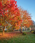 JOHN MASSEY GARDEN, ASHWOOD NURSERIES, WORCESTERSHIRE: AUTUMN, OCTOBER, FALL, RED LEAVES, FOLIAGE OF MAPLE, ACER RUBRUM OCTOBER GLORY AND ACER PLATANOIDES CRIMSON KING, TREES