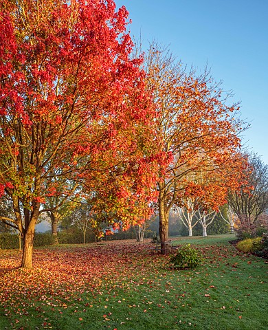 JOHN_MASSEY_GARDEN_ASHWOOD_NURSERIES_WORCESTERSHIRE_AUTUMN_OCTOBER_FALL_RED_LEAVES_FOLIAGE_OF_MAPLE_