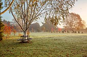 JOHN MASSEY GARDEN, ASHWOOD NURSERIES, WORCESTERSHIRE: AUTUMN, FALL, OCTOBER, WHITE BARK, STEMS, TRUNKS OF BIRCH TREES, BETULA UTILIS DOORENBOS, METAL TREE SEAT