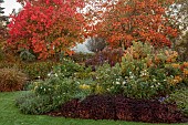 JOHN MASSEY GARDEN, ASHWOOD NURSERIES, WORCESTERSHIRE: AUTUMN, OCTOBER, FALL, RED LEAVES, FOLIAGE OF MAPLE, ACER RUBRUM OCTOBER GLORY AND ACER PLATANOIDES CRIMSON KING, TREES