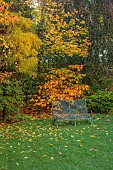 JOHN MASSEY GARDEN, ASHWOOD NURSERIES, WORCESTERSHIRE, OCTOBER, FRANGULA ALNUS ASPLENIFOLIA, HAMAMELIS X INTERMEDIA PALLIDA, ACER PLATANOIDES PRINCETOWN GOLD, FAGUS PURPLE FOUNTAIN