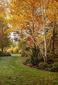 JOHN MASSEY GARDEN, ASHWOOD NURSERIES, WORCESTERSHIRE, FALL, AUTUMN, OCTOBER, BETULA UTILIS SUBSP. JACQUEMONTII DOORENBOS, LARIX KAEMPFERI DIANE