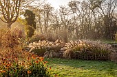 JOHN MASSEY GARDEN, ASHWOOD NURSERIES, WORCESTERSHIRE, FALL, AUTUMN, OCTOBER, BORDER, HELENIUM, PENNISETUM DARK DESIRE, GRASSES