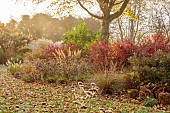 JOHN MASSEY GARDEN, ASHWOOD NURSERIES, WORCESTERSHIRE, FALL, AUTUMN, OCTOBER, BORDER, GRASSES, BERBERIS ORANGE ROCKET