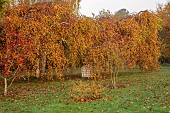 JOHN MASSEY GARDEN, ASHWOOD NURSERIES, WORCESTERSHIRE, FALL, AUTUMN, OCTOBER, AUTUMN COLOUR IN THE ARBORETUM