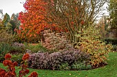 JOHN MASSEY GARDEN, ASHWOOD NURSERIES, WORCESTERSHIRE, FALL, AUTUMN, OCTOBER, SYMPHYOTRICHUM LATERIFLORUM VAR. HORIZONTALIS, CORNUS KOUSA SUMMER FUN, ACER RUBRUM OCTOBER GLORY