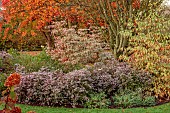JOHN MASSEY GARDEN, ASHWOOD NURSERIES, WORCESTERSHIRE, FALL, AUTUMN, OCTOBER, SYMPHYOTRICHUM LATERIFLORUM VAR. HORIZONTALIS, CORNUS KOUSA SUMMER FUN, ACER RUBRUM OCTOBER GLORY