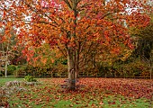 JOHN MASSEY GARDEN, ASHWOOD NURSERIES, WORCESTERSHIRE: AUTUMN, OCTOBER, FALL, RED LEAVES, FOLIAGE OF MAPLE, ACER PLATANOIDES CRIMSON KING, TREES