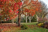JOHN MASSEY GARDEN, ASHWOOD NURSERIES, WORCESTERSHIRE: AUTUMN, OCTOBER, FALL, RED LEAVES, FOLIAGE OF MAPLE, ACER RUBRUM OCTOBER GLORY AND ACER PLATANOIDES CRIMSON KING, TREES