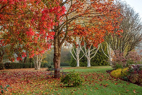 JOHN_MASSEY_GARDEN_ASHWOOD_NURSERIES_WORCESTERSHIRE_AUTUMN_OCTOBER_FALL_RED_LEAVES_FOLIAGE_OF_MAPLE_