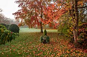 JOHN MASSEY GARDEN, ASHWOOD NURSERIES, WORCESTERSHIRE, FALL, AUTUMN, OCTOBER. STONE URN, LAWN, CLIPPED TOPIARY HOLLY, ILEX AQUIFOLIUM SIBERIA, LIQUIDAMBAR WORPLESDON, SWEET GUM