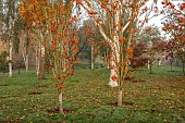 JOHN MASSEY GARDEN, ASHWOOD NURSERIES, WORCESTERSHIRE, FALL, AUTUMN, OCTOBER, ORANGE FRUITS OF SORBUS AUCUPARIA AUTUMN SPICE, ROWAN, WHITEBEAM, MOUNTAIN ASH, TREES