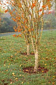 JOHN MASSEY GARDEN, ASHWOOD NURSERIES, WORCESTERSHIRE, FALL, AUTUMN, OCTOBER, ORANGE FRUITS OF SORBUS AUCUPARIA AUTUMN SPICE, ROWAN, WHITEBEAM, MOUNTAIN ASH, TREES