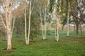 JOHN MASSEY GARDEN, ASHWOOD NURSERIES, WORCESTERSHIRE, FALL, AUTUMN, OCTOBER, BARK, TRUNKS OF BIRCH, BETULA, BIRCHES